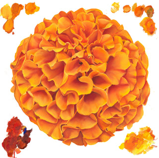 Marigold Print- "Golden Rhapsody"